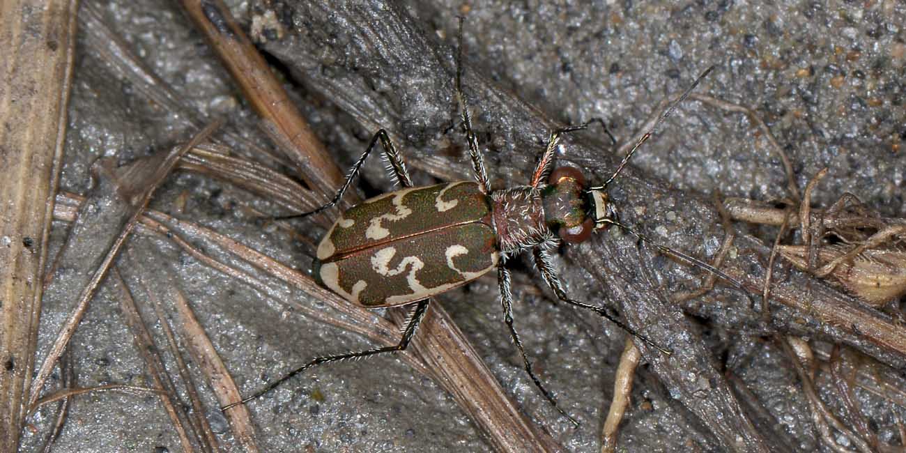 Cylindera arenaria!!!